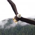 Bald Eagles everywhere