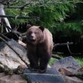 Grizzly viewing at the Khutzameteen Grizzly Reserve
