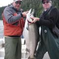 50 lb King or Spring Salmon caught June 2010