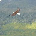 Soaring Eagle