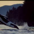 A breaching Orca