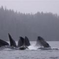 3 Feeding Humpback Whales