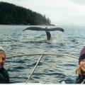 The world's best Humpback Whale viewing