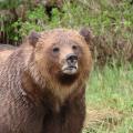Up close and personal with a Grizzly Bear